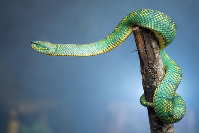 Green yellow viper snake in close up