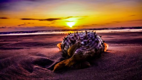 Close-up of crab on beach against sky during sunset