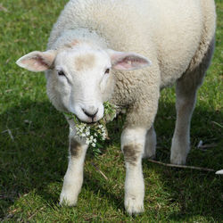 Portrait of sheep standing on field