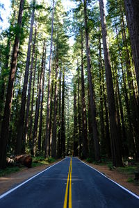 Road amidst trees in forest