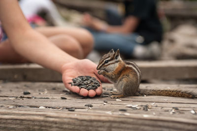 Cropped image of woman feeding chipmunk on wooden floor