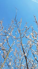 Low angle view of flower tree against clear sky