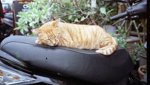 Portrait of cat looking away