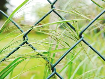 Close-up of spider web on plant