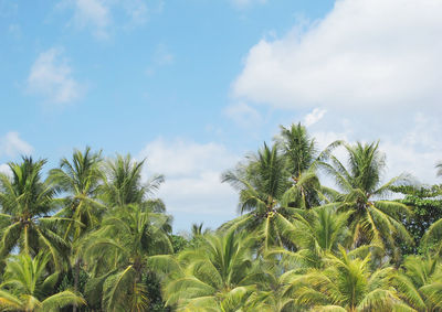 Low angle view of palm trees against cloudy sky