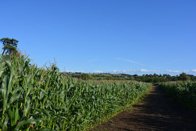 Scenic view of agricultural field against blue sky