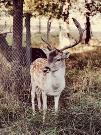 Deer in a field