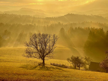 Bare tree on field against sky during sunset