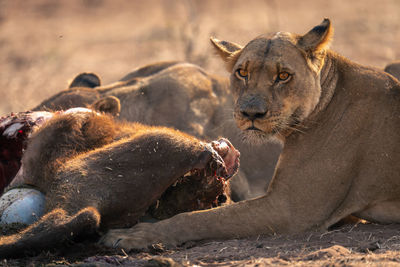 Lioness looking away