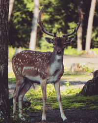 Deer standing in a forest