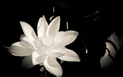Close-up of frangipani blooming against black background
