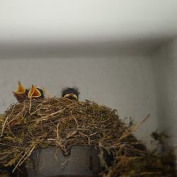 Close-up of bird on plant against sky