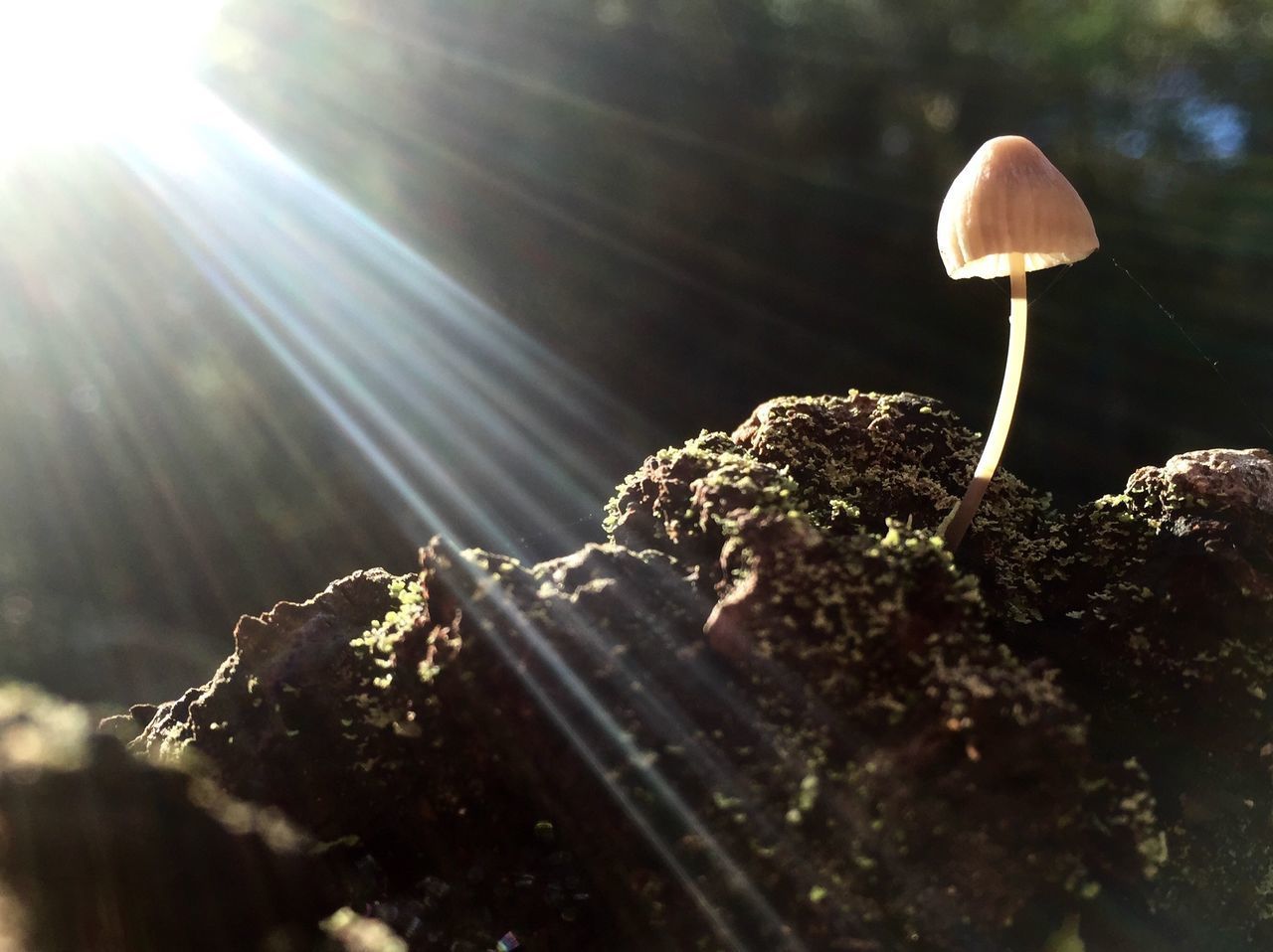 CLOSE-UP OF MUSHROOM GROWING ON PLANT