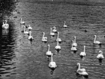 Bird in water