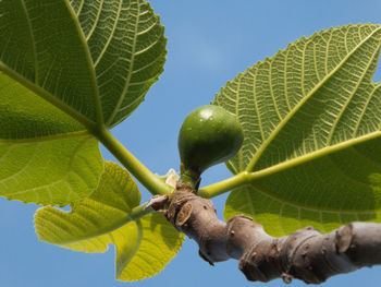 Close-up of fresh green leaf on tree