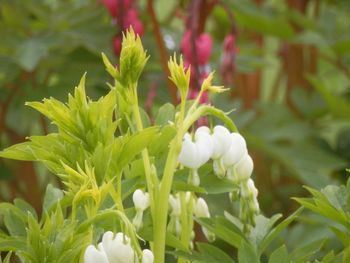 Close-up of flowering plant