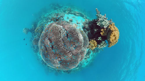 Beautiful underwater landscape with tropical fishes and corals. life coral reef. panglao, bohol