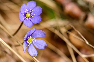 Close-up of purple flowering plant