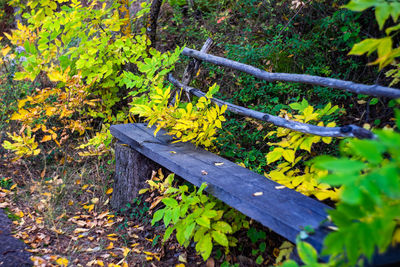 High angle view of yellow bench amidst plants