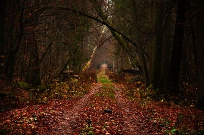 Dirt road passing through forest