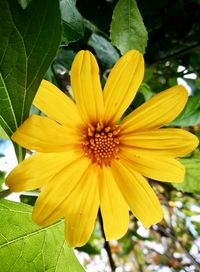 Close-up of yellow flower blooming outdoors