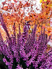 Close-up of purple flowering plants on field