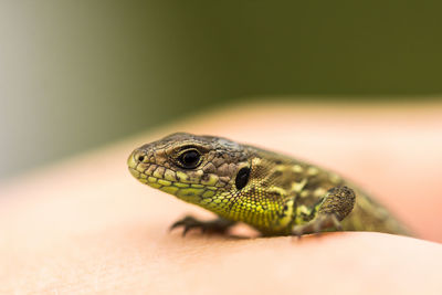 Close-up of lizard on hand