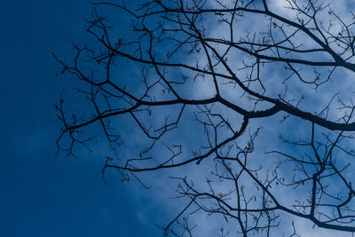 Low angle view of bare tree against blue sky