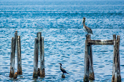 Birds perching on wooden post in sea