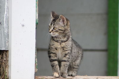 Close-up of cat