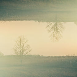 Bare trees on grassy field