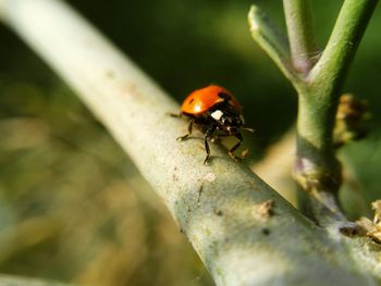 Close-up of ladybug on leaf