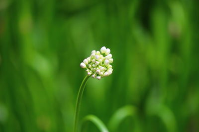 Close-up of white flowering plant