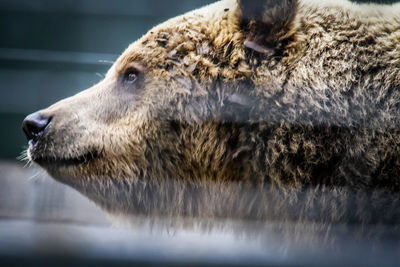 Close-up of dog looking away