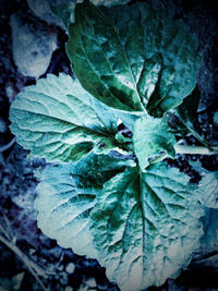 Close-up of fresh green plant