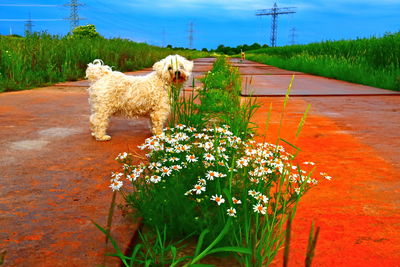 Dog running on field