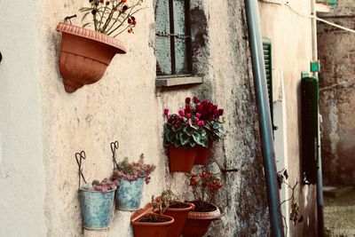 Potted plants outside house