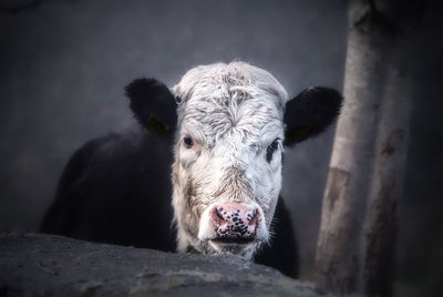 Portrait of calf standing outdoors