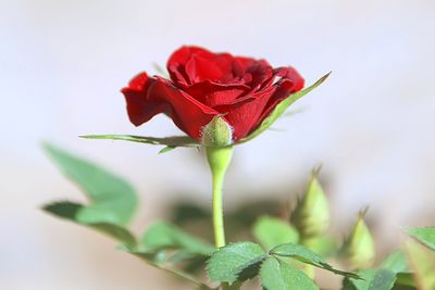 Close-up of red flower