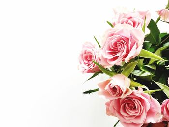 Close-up of pink rose