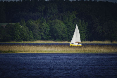 Sailboat sailing on sea against trees in forest