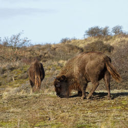 Horses in a field