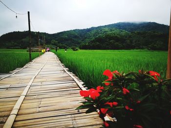 Scenic view of flowering plants by trees against sky