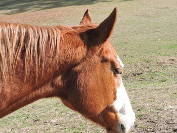 Horse in a field