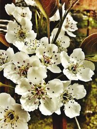 Apple blossoms in spring