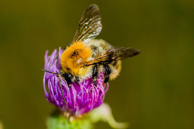 Close-up of bee on purple flower