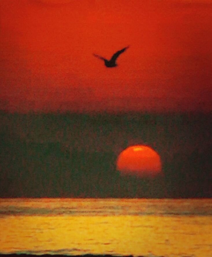 bird, sunset, orange color, animal themes, one animal, animals in the wild, flying, wildlife, beauty in nature, nature, silhouette, scenics, tranquility, sun, no people, outdoors, mid-air, sea, idyllic, red