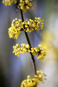 Close-up of yellow flowers