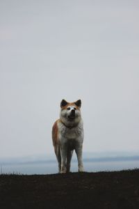 Portrait of dog standing on field against sky