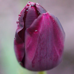 Close-up of pink rose flower